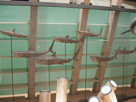 Carcharhinus sorrah in branco