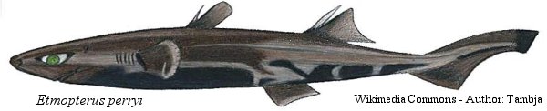 Etmopterus_perryisito