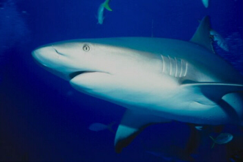Shark (Carcharhinus sp.)