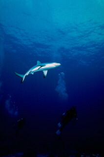 Squalo (Carcharhinus sp.)