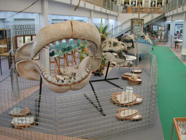Riproduzione in grandezza originale della mandibola del Carcharodon/cles megalodon