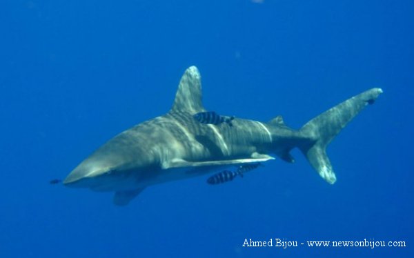 Squalo Pinna Bianca Oceanico (Carcharhinus longimanus)