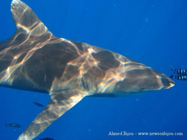 Squalo Pinna Bianca Oceanico (Carcharhinus longimanus)