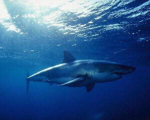 Carcharodon carcharias WHITE SHARK