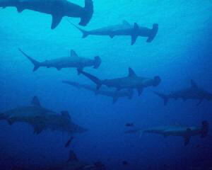Hammer sharks (Sphyrna lewini)