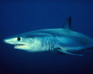 Isurus oxyrinchus MAKO SHARK